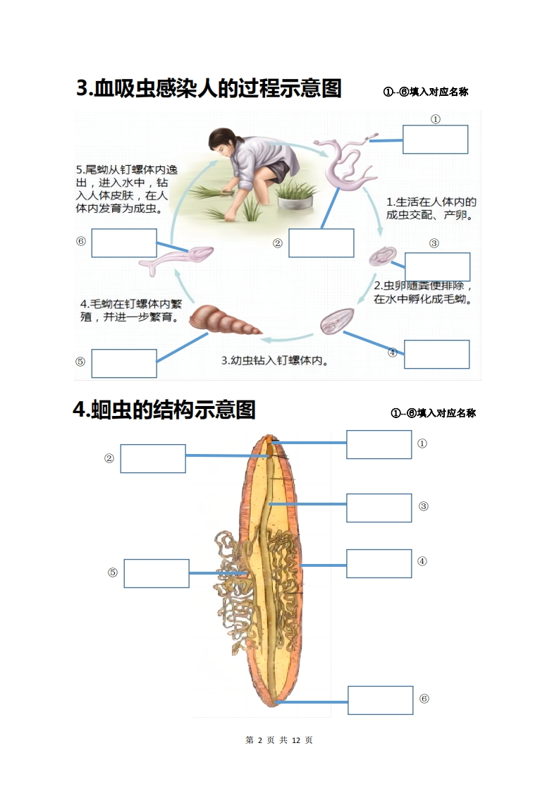 图片[4]-💤24年人教版八上生物20个重点图（附答案）-学行智库